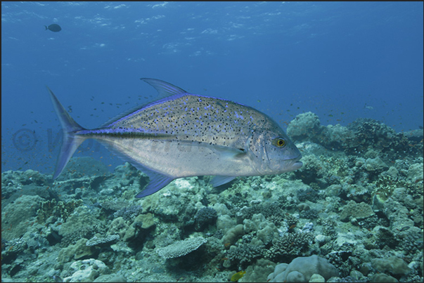 Nakalat al Qasser Reef. A Caranx melampygus during the hunting on the reef