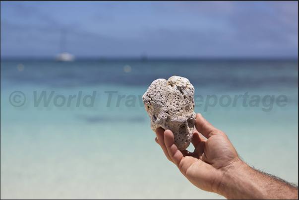 Pumice stone out of a submerged volcano near Fiji islands and transported by marine currents up in New Caledonia