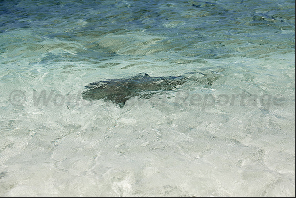 A small reef shark swims close to the beaches of the Amédée Lighthouse Island