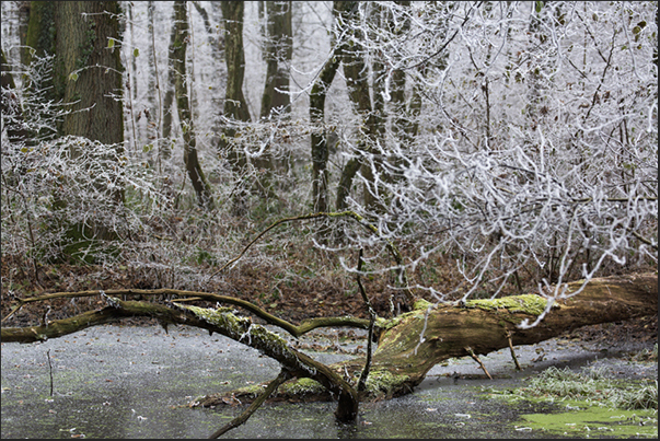 Walking in the forest that runs along the road to Strasbourg, you can see small frozen lakes, very suggestive