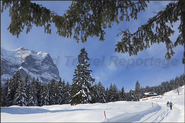 Walk in the Rosenlaui Valley with snowshoes. On the left, Mount Wetterhorn (3692 m)