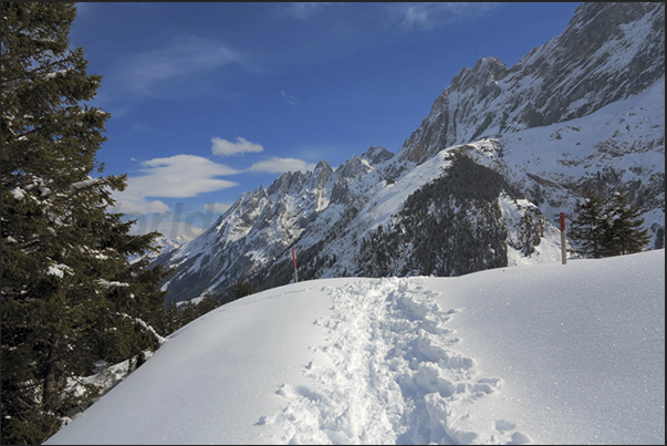 With snowshoes along the Rosenlaui Valley. One of the sports most practiced in the winter in the valleys around Meiringen