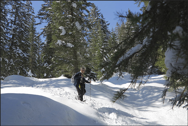 Walking with snowshoes in woods of Rosenlaui valley that colleague Meiringen to Grindelwald