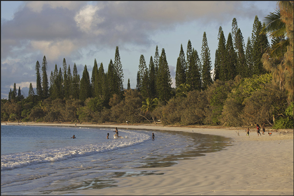 The beach of Kuto Bay with the endemic pine (Araucaria columnaris)