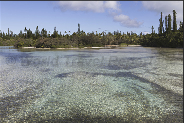 Oro Bay. Sea water filters through the coral reef reaching the pine forests