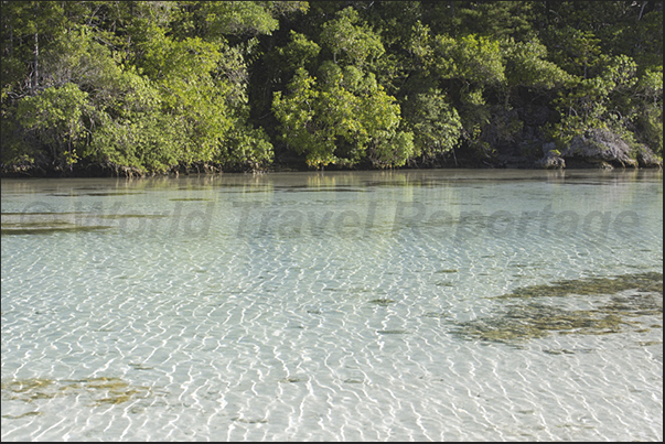 Oro Bay. Sea water filters through the coral reef reaching the forests