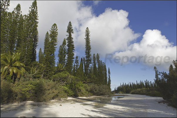 During low tide, the white sand contrasts with the green of the pines and the blue of the sky creating beautiful play of colors