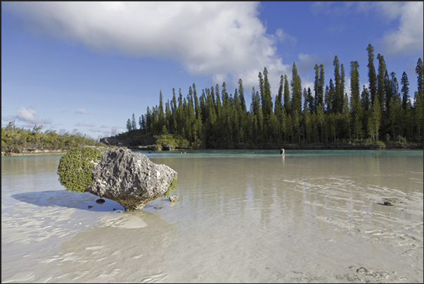 Oro Bay. The pine forest juts out into the Pacific Ocean mirrored in the calm waters of the natural pool