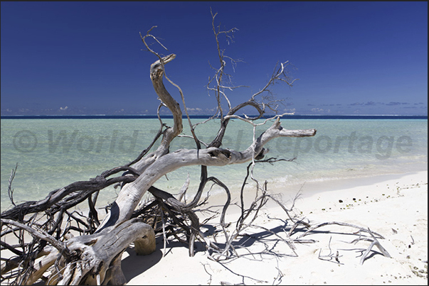 A trunk brought by the currents, beached on a sandbank near the reef