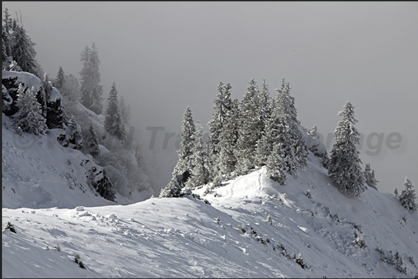 Forest in the fog (Mount Lauberhorn)