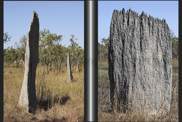 Magnetic Termite Mounds. Have the particularity, unlike other, to be flat and aligned in the same direction