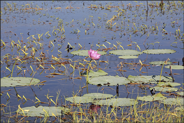 Swampy areas covered with water lilies, main feature of Foog Dam Reserve (near Darwin)