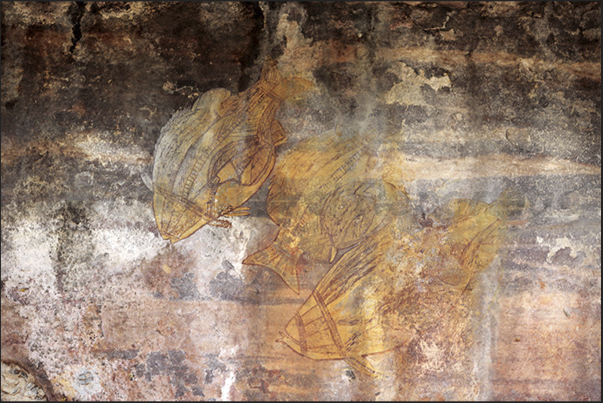 Gumbalanya (Oenpelli). Rock paintings on the Injalak Hill, fish