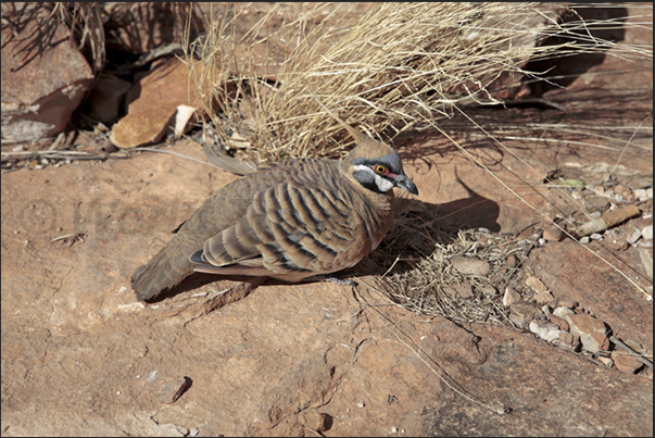 Watarrka National Park. Kings Canyon. Crested Pigeon