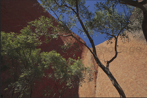 Uluru-Kata Tjuta National Park. The high vertical walls of Uluru