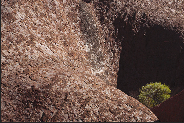 Uluru-Kata Tjuta N.P. Vegetation grew between the gorges of the monolith