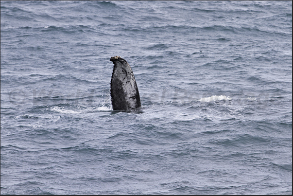 Whalewatching in front of the bay of Husavik