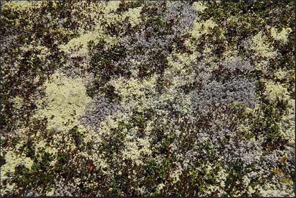Grosse Island. The soft carpet of moss and lichen covering the ground