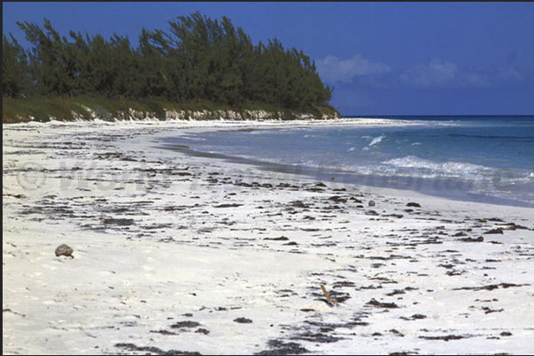 The beaches on the Atlantic Ocean (east coast)