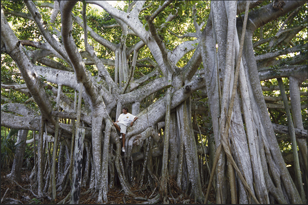 Walking through the island, you will discover huge mangroves, ficus benjamin and many other species of plants
