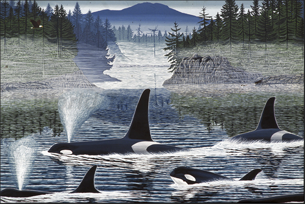 The passage of the orcas in front of the eastern coast