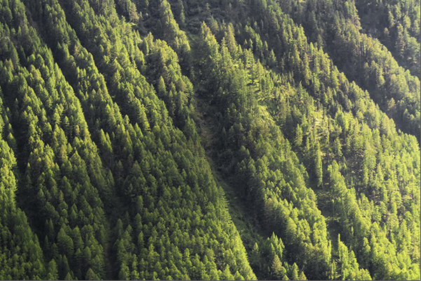 The forests of fir, larch and pine trees, covering the Val Senales