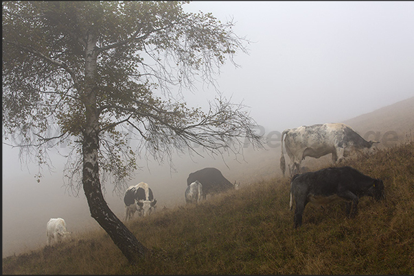 Leaving the town of Trivero, the autumn mists obscures the pastures