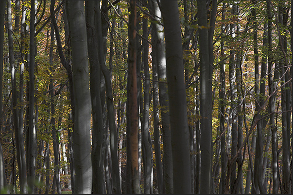 The sun light filters into the dense beech forest