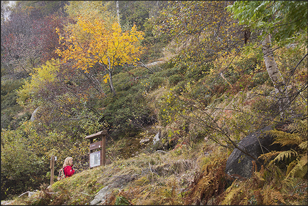 Autumn colors along the path