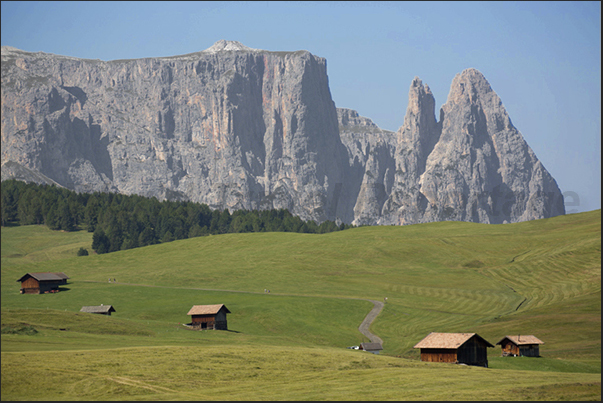 The plateau of Alpe of Siusi