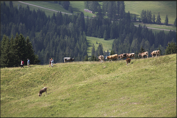 In summer, the Alpine meadows are popular of tourists and cows that graze quiet not disturbed at all by the presence of tourists
