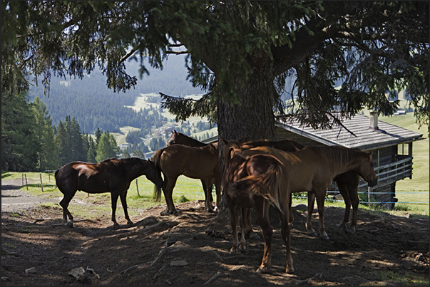 Horses along the path leading to the plateau of Alpe of Siusi