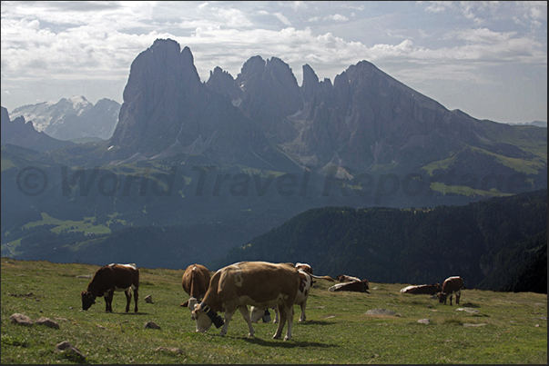 Pastures in front of the massif of the Sassolungo and Sassopiatto, among the most famous mountains of Dolomites