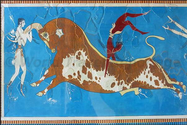 Heraklion. Knossos Palace. The painting of the bull jumping