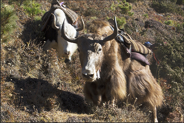 Yaks along the path to the village of Tengboche
