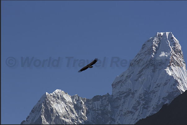 An eagle flies over the valley in front of Mount Ama Dablam (6814 m)