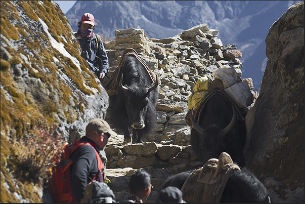 The path, in some places, is very tight and people have to wait the passage of the yaks to avoid the animal horns