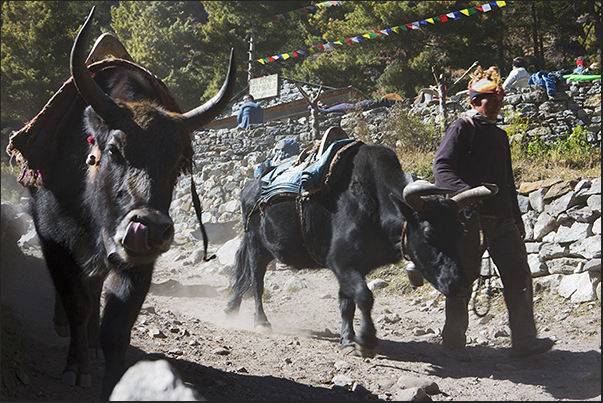 Passage of Zdopke, cross between yak and cow, in the village of Phungi Thanga (3250 m)