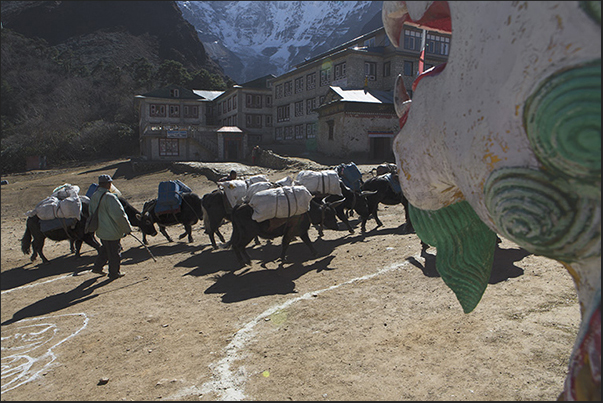 Village of Tengboche (3860 m). Arrival of a column of yaks