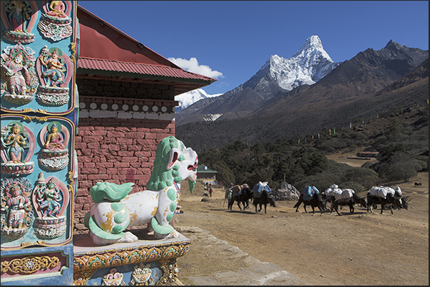 Village of Tengboche (3860 m). Arrival of a column of yaks