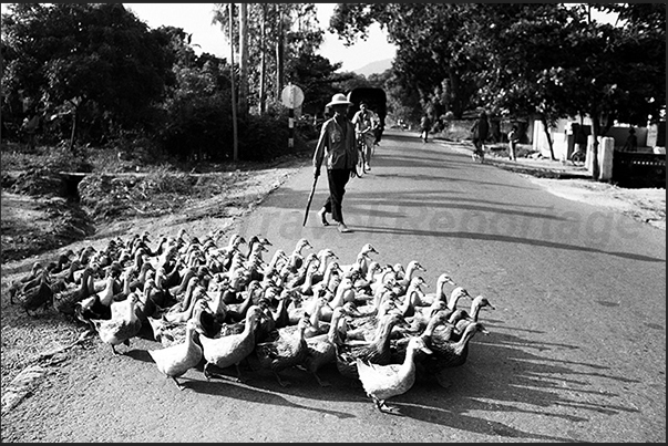 A breeder, stops traffic on the way to Hanoi to allow a group of ducks crossing the road