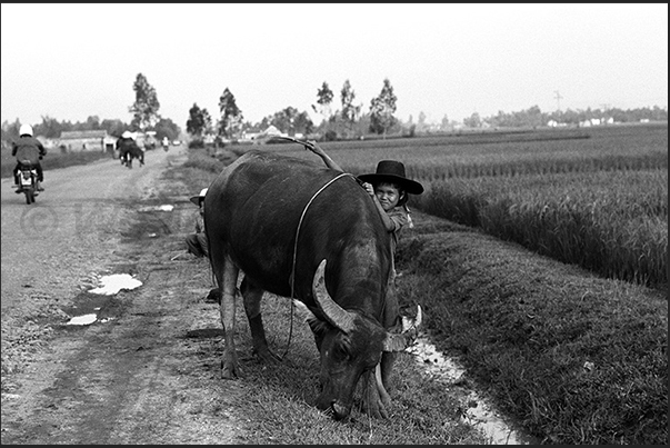 A little girl on the way to Hanoi, leads grazing his buffalo