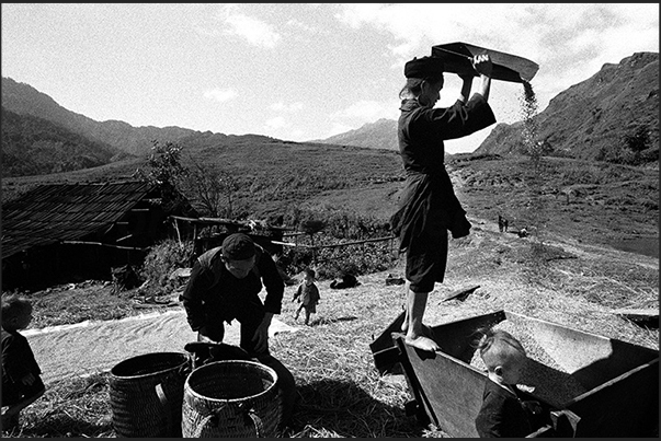Sa Pa village, central highlands. A family Himong cleans the rice during drying