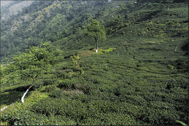 Tea fields slopes of the Himalayas (Darjeeling region). Makabari plantation is located in the Kurson district (1400 m)