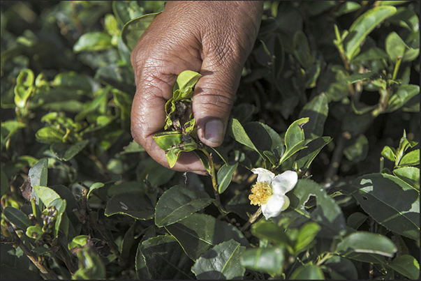 Only the smallest and tender leaves of Camellia sinensis, are hand picked by the pickers