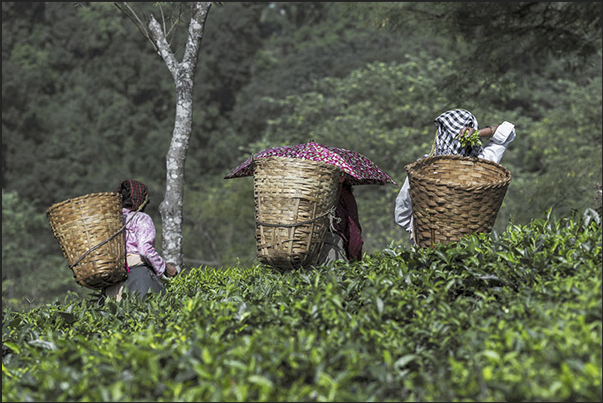 A moment of harvesting tea leaves