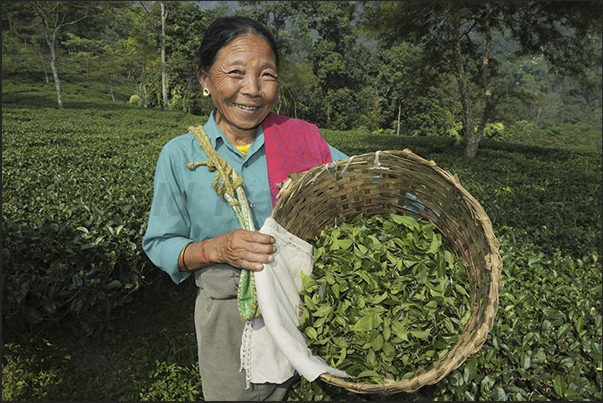 The wicker basket that women use for picking the tea leaves