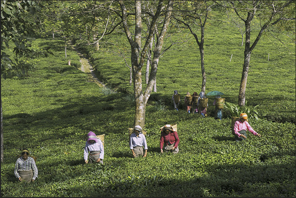 A moment of the tea harvest