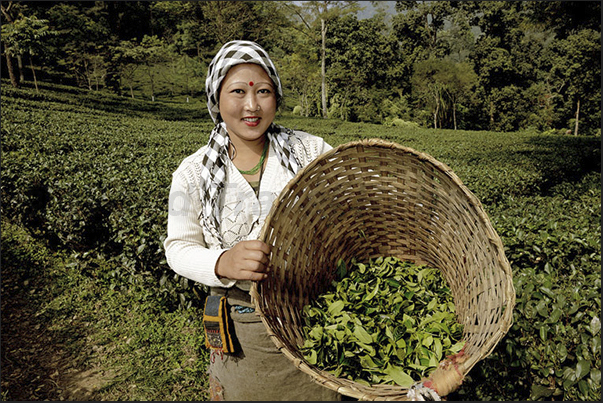 The basket used for picking the tea leaves