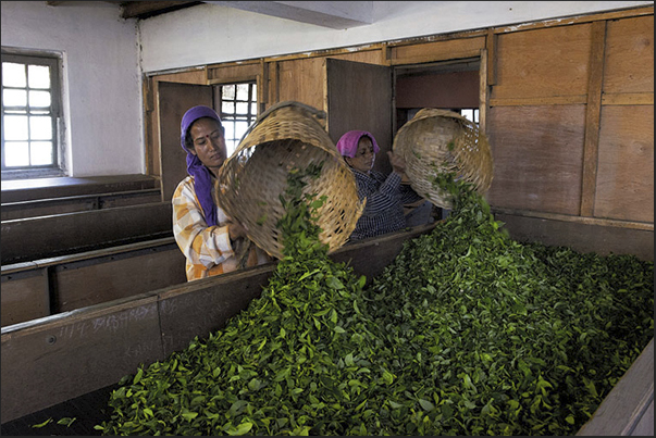 Loading of trays, first phase of the process for obtaining the tea called withering